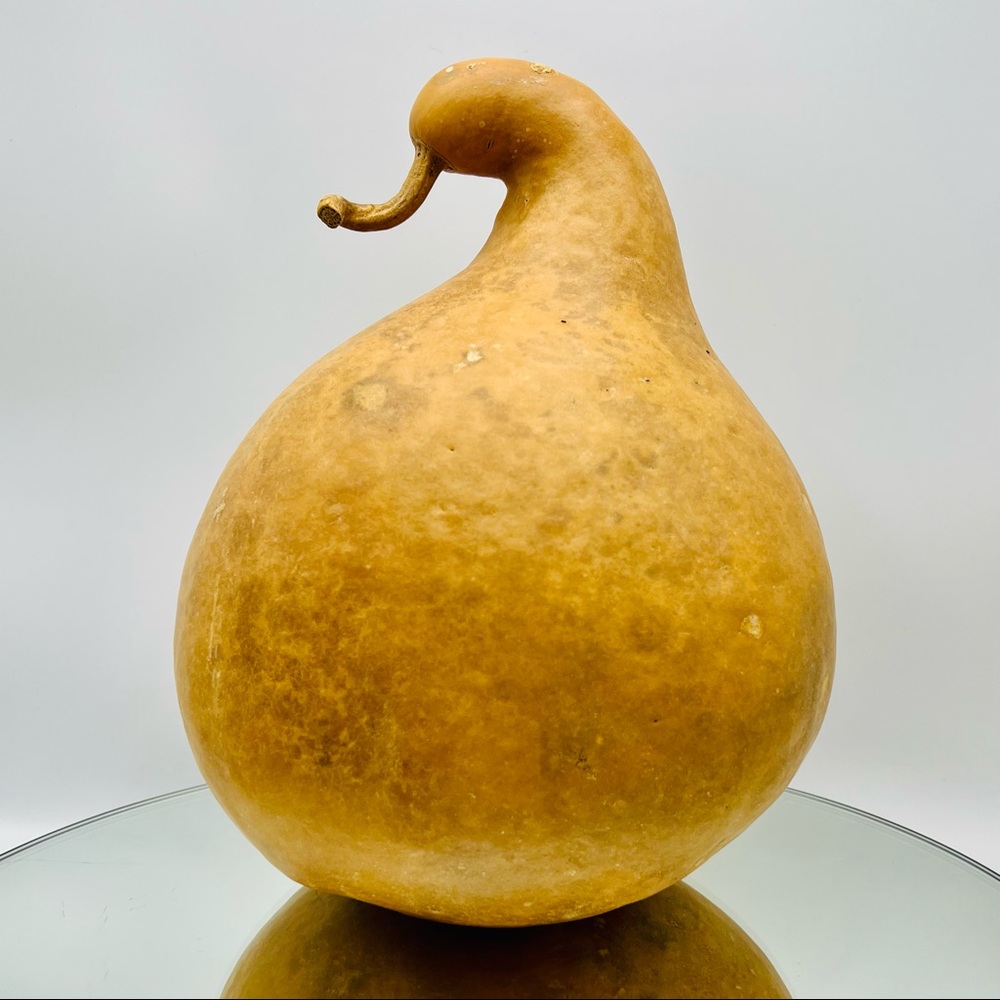 Clean Dried Natural Gourd 
ARTS & CRAFTS Project Ready XL Vase Vessel Lid Style